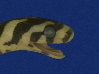 高砂蛇藏品圖，第4張